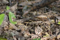 Common Pauraque Nyctidromus Albicollis Texas; Cropped Version