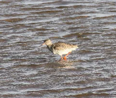 Common Redshank Oulu 20100513