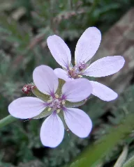 Common Stork's Bill (Erodium Cicutarium) Simcoe, Ontario 2013 04 27
