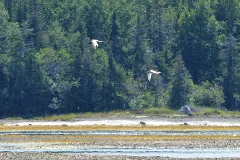 Common Terns (Sterna Hirundo) Springdale, Newfoundland 2019 08 16