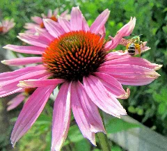 Cone Flower And Bee Exhibition Coal Mine Beckly Wv 8549 (7536127118)