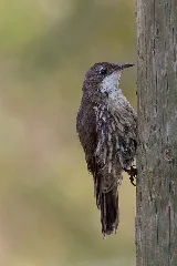 Cormobates Leucophaea Victoria, Australia 8 (3)