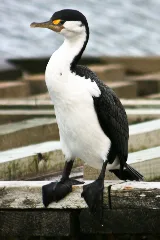 Cormorant 0141