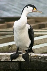 Cormorant 0142