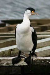Cormorant 0143