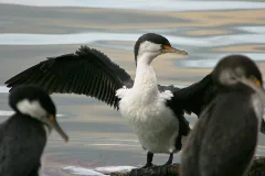 Cormorant 0156