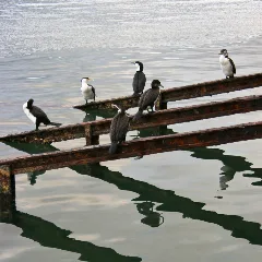 Cormorant 0158