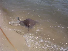 Cownose Ray Virginia