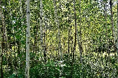Coyote Birch Panoramio