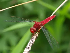 Crocothemis Servilia Mariannae 20100710