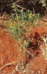 Crotalaria Medicaginea Habit