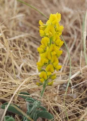 Crotalaria Smithiana Flowers
