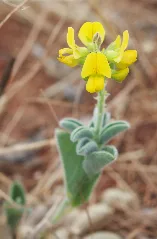 Crotalaria Smithiana Inflorescence