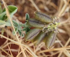 Crotalaria Smithiana Legume