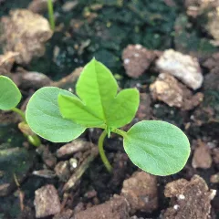 Curuba Seedling