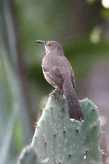 Curve Billed Thrasher, Toxostoma Curvirostre; South Tx On Cactus 01