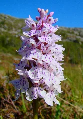 Dactylorhiza Maculata Norway