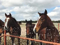 Dark Bay Horses Over A Fence (Unsplash)