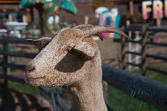 Daves Goat Walk (5113973430)