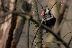 Dendrocoposminornaturalhabitat