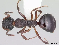 Dolichoderus Plagiatus Casent0104779 Dorsal 1