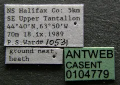 Dolichoderus Plagiatus Casent0104779 Label 1