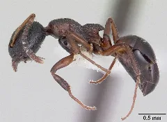 Dolichoderus Plagiatus Casent0104779 Profile 1