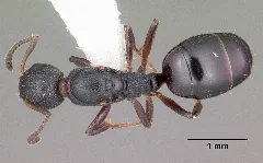 Dolichoderus Plagiatus Casent0104780 Dorsal 1