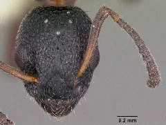Dolichoderus Plagiatus Casent0104780 Head 1