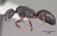 Dolichoderus Plagiatus Casent0104780 Profile 1