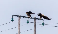 Eagles At Smøla Panoramio