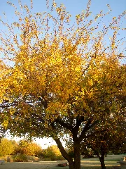 Edmond, Ok Usa Autumn Panoramio