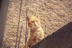 El Gato (8592891995)