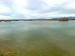 Embassamentlasotonera