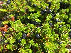 Empetrum Nigrum 20170723 120010