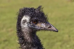 Emu (34900150263)