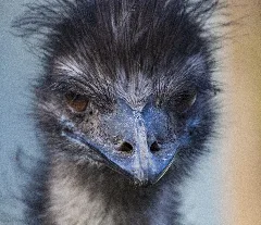 Emu (35583061242)