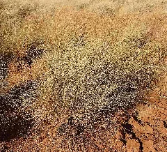 Eragrostis Xerophila Tussock