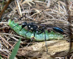 Eremnophila Aureonotata