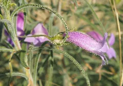 Eremophila Gilesii Flower Side