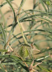 Eremophila Gilesii Green Fruit