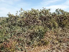 Eucalyptus Extrica