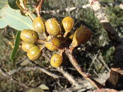 Eucalyptus Extrica Fruit