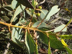 Eucalyptus Extrica Leaves