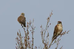 Falco Berigora Victoria, Australia Two 8