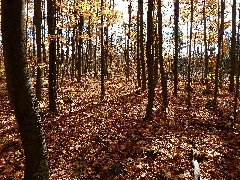 Fall Forest For The Trees (5822803223)