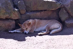 Featherdale Dingo 1