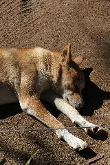 Featherdale Dingo 4