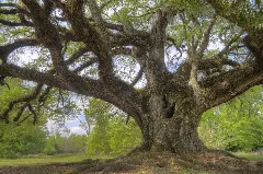 Florida Oak Panoramio