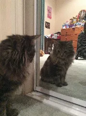 Fluff Fluff 2